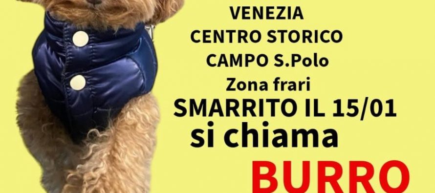 Ora le Borseggiatrici rom rapiscono i cagnolini: attenti ai bambini