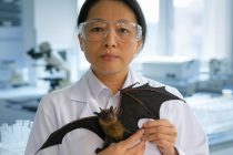 Batwoman, la virologa di Wuhan ha scoperto un nuovo coronavirus