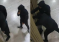Maranza circondano il condominio: «I nostri figli vivono nel terrore»