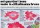 Solo i radical chic della ZTL hanno votato per la cittadinanza facile