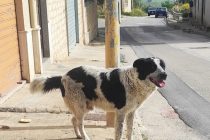 Naro: immigrato sarebbe riuscito a mangiare parti del cane sgozzato