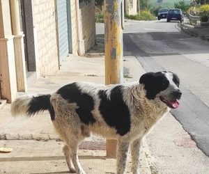 Questo è Merlino, il cane sgozzato dal solito immigrato a Naro