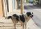 Questo è Merlino, il cane sgozzato dal solito immigrato a Naro