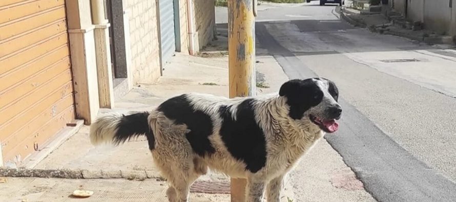 Questo è Merlino, il cane sgozzato dal solito immigrato a Naro