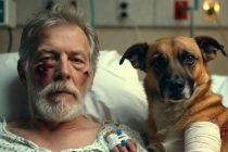 Branco di Cinque Immigrati Picchia Anziano e il suo Cane