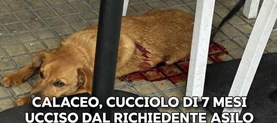 Marwan Hamrouni è il richiedente asilo che ha ucciso il cucciolo di 7 mesi e sgozzato 2 persone