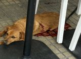 Richiedente asilo sgozza due persone e uccide un cane a Olbia