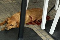 Richiedente asilo sgozza due persone e uccide un cane a Olbia