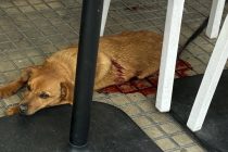 Cane ucciso da richiedente asilo tunisino: muore dopo ore di agonia