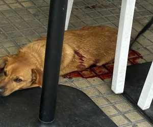 Richiedente asilo sgozza due persone e uccide un cane a Olbia