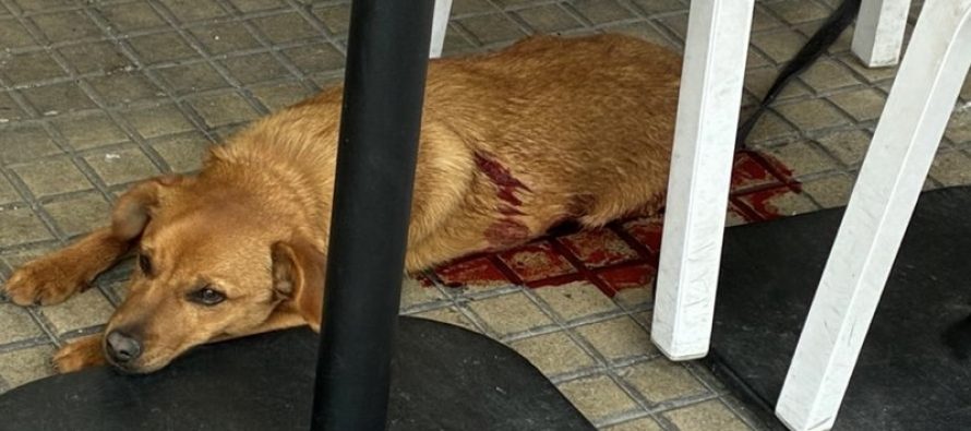 Cane ucciso da richiedente asilo tunisino: muore dopo ore di agonia