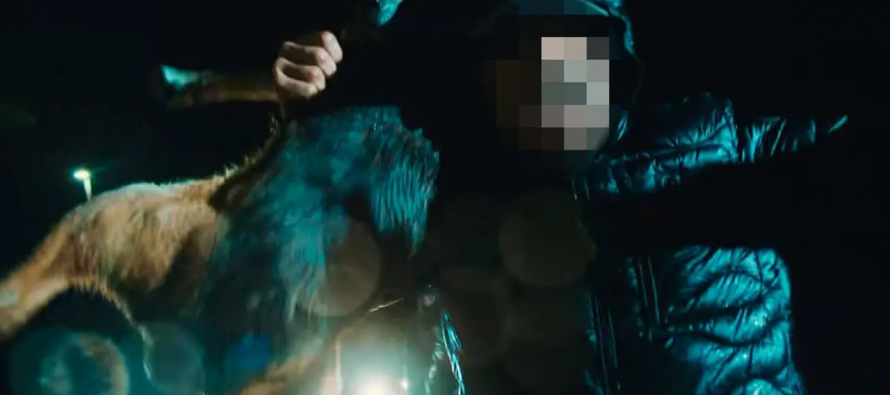 Cane lupo martoriato dai maranza per girare un video