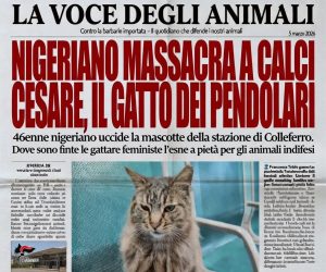 Nigeriano uccide a calci Cesare, il gatto dei pendolari